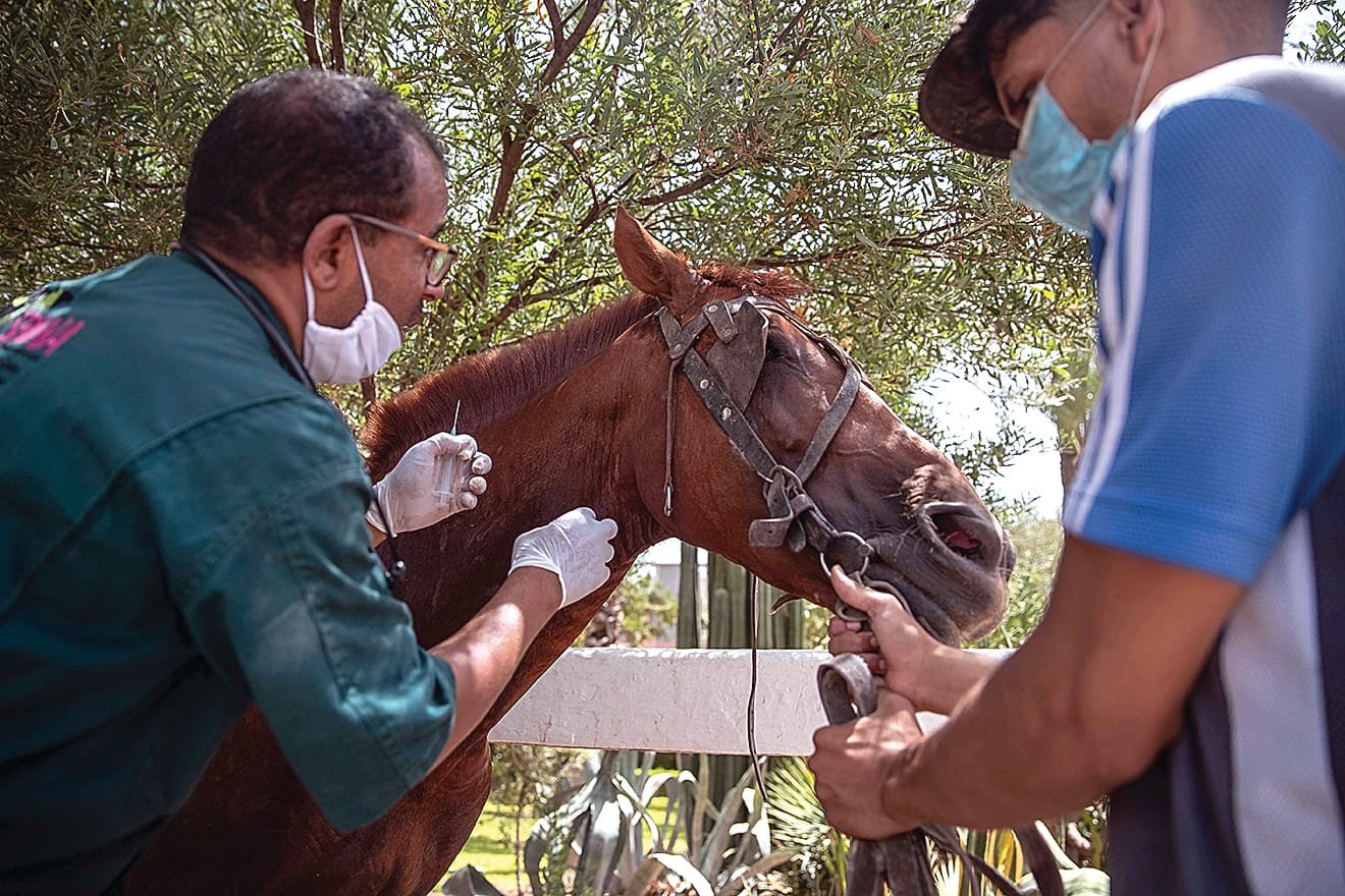 Global African Horse Sickness Treatment Market