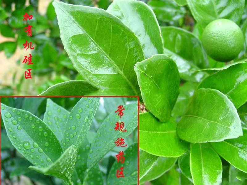 Silicone Surfactants Market