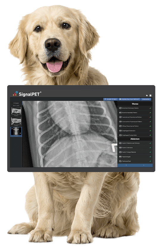 Veterinary Imaging Market