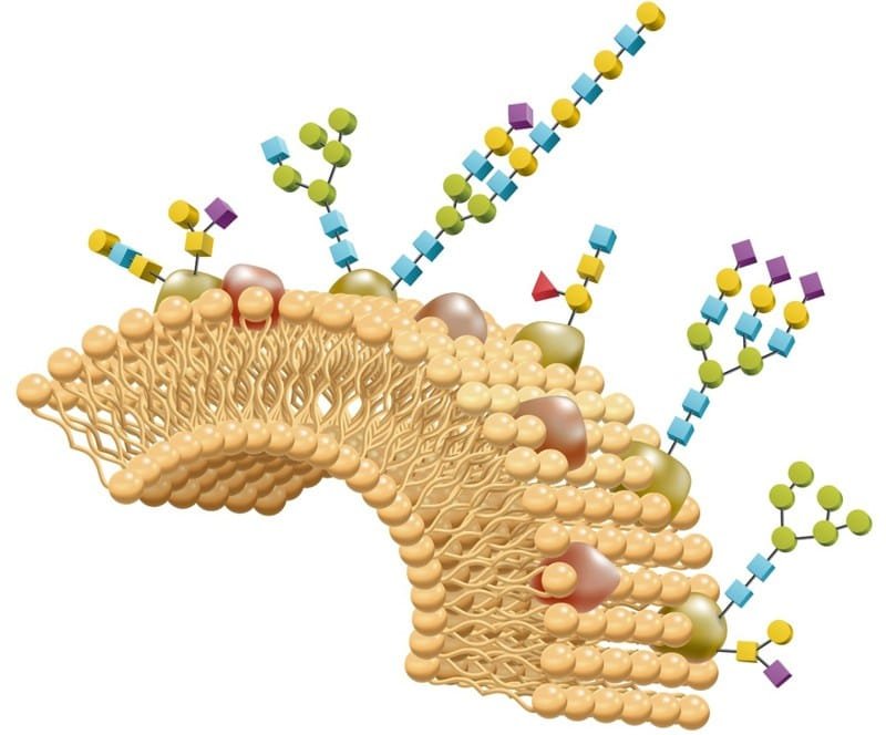 Glycomics