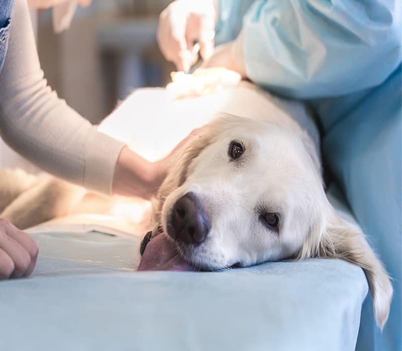 Veterinary Services
