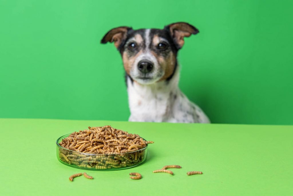 Insect-based Pet Food Market