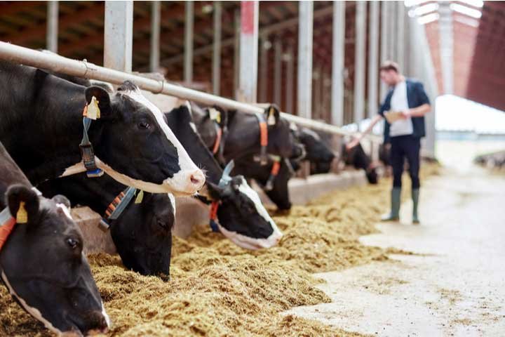 Feed Micronutrients Market