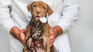 Veterinary Infectious Disease Diagnostics Market