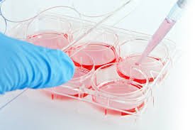 Cell Culture Market