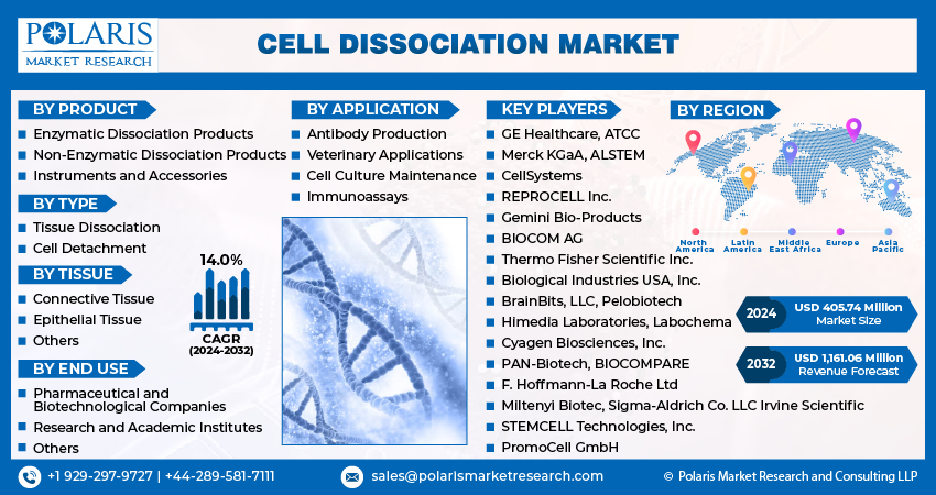 Cell Dissociation Market