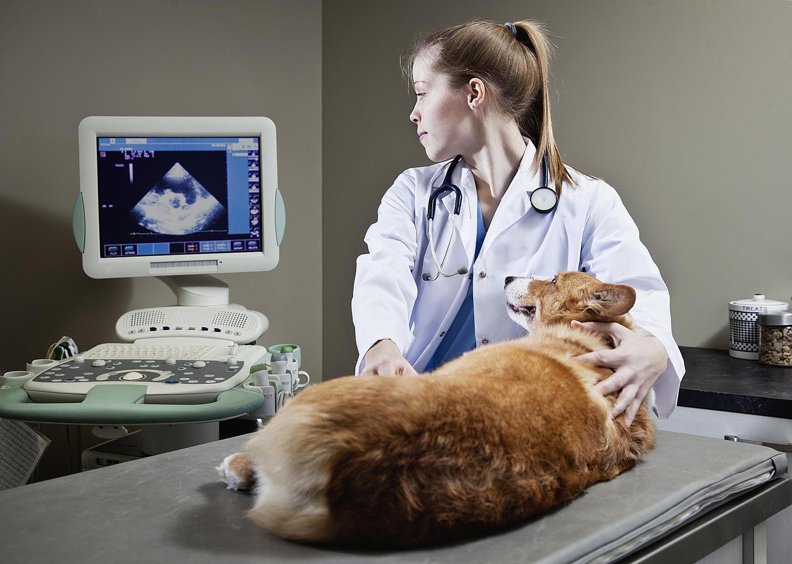 Animal Ultrasound Market